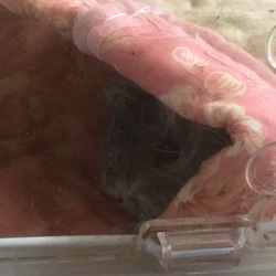 甘えん坊らむちゃんの日々