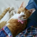 華奢で小顔、美猫のなずなちゃん❣️