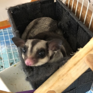 フクロモモンガ里親募集