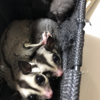 フクロモモンガ女の子