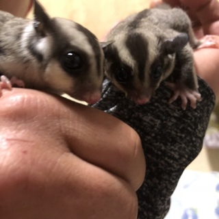 フクロモモンガ双子の女の子