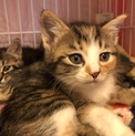 史上最強懐っこい美猫ママと5匹の子猫