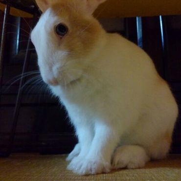 はい何でございましょう？