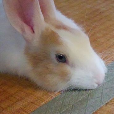 うん？なんですかー？なんかご用？