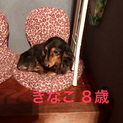 急募ダックス８歳