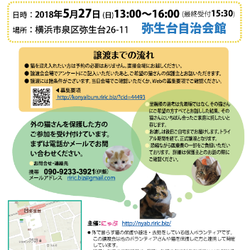 ♥横浜市泉区でねこの譲渡会♥第６回５月27日（日）