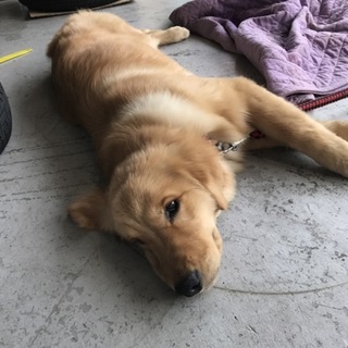 ゴールデンレトリバー里親募集！