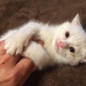 急募‼︎