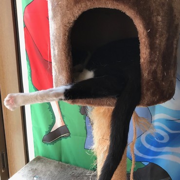 霞「じゅじゅ姉ちゃん♪具合の悪いのはアタシが蹴っ飛ばすからね！」