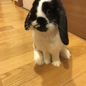 ホーランドロップ