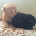 生後2週間 人懐っこい子猫