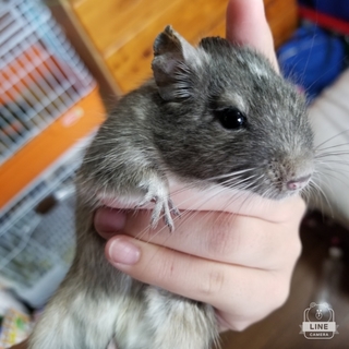 【急募】ブルーデグー