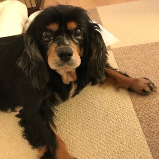 キャバリア　ブラタン　エル　穏やかな女の子