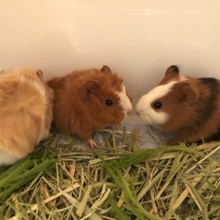 5/3生まれ　ベビーモルモット　交渉中