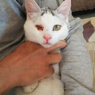 ちょっと変わった柄の雄猫