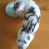 ちょっと変わった柄の雄猫 サムネイル3