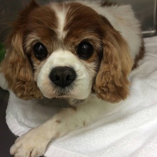 キャバリア　ホーム　ベビーフェイスの元気な男の子