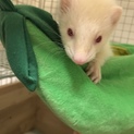 メスとオスのフェレットちゃん！
