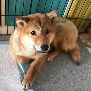 ♡196　柴女の子の子犬