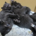 生まれて３週間の黒猫ちゃん