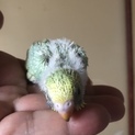 セキセイインコのヒナ里親募集です
