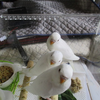 セキセイインコ３羽の里親募集
