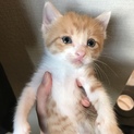 子猫 男の子