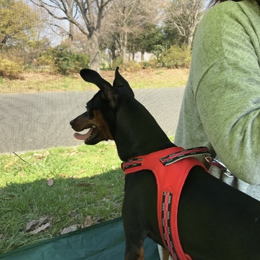 舎人公園でデイキャンプ。これがきっかけでテントが大好きになりました