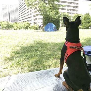 またまた違う公園。ここは汐入公園。ここもくつろげたね。