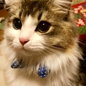 お目目くりくり☆ ぽっちゃり美男子 毛長猫