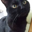 9ヵ月 黒猫の男の子