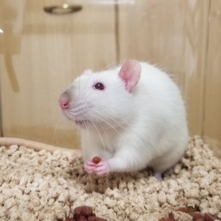 サイヤミーズラット