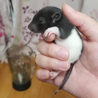 ラット離乳待ちA