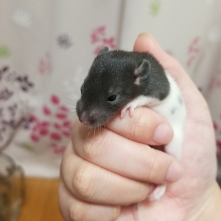 ラット離乳待ちB