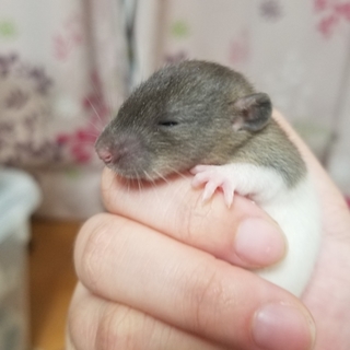 ラット離乳待ちC