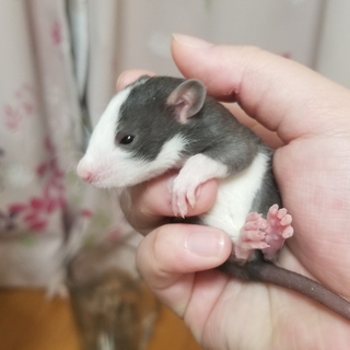 ラット離乳待ちD