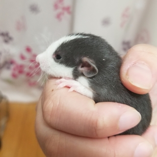 ラット離乳待ちE