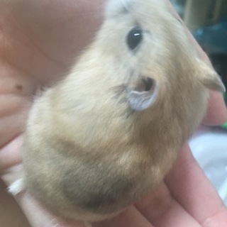ジャンガリアンハムスターの里親募集