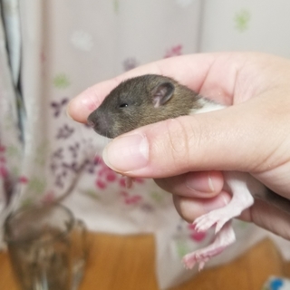 募集再開 ラット離乳待ちG