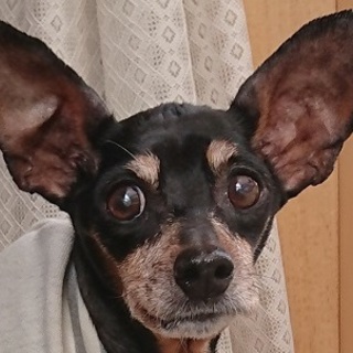 マロニーちゃん　社会性トイレ人慣れ◎仲間を良い子に