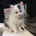 だいふく ポヤポヤ兄弟2/2