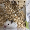 あちたい