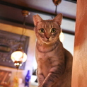 グレーの毛並みとグリーンの瞳アレスくん