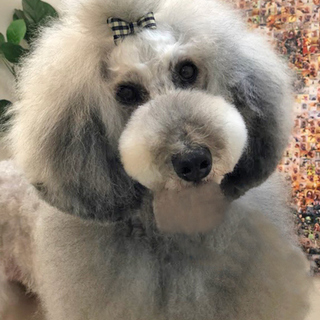 甘えん坊スタンプー♀推定6～7歳