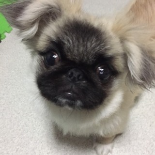 能登（のと）元気なﾍﾟｷﾆｰｽﾞ♂　条件付き募集