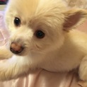 大人しいポメチワくん