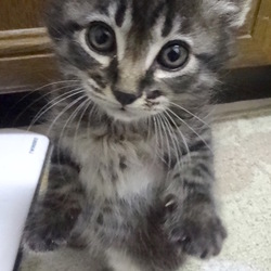 ＊子猫〜成猫里親会＊