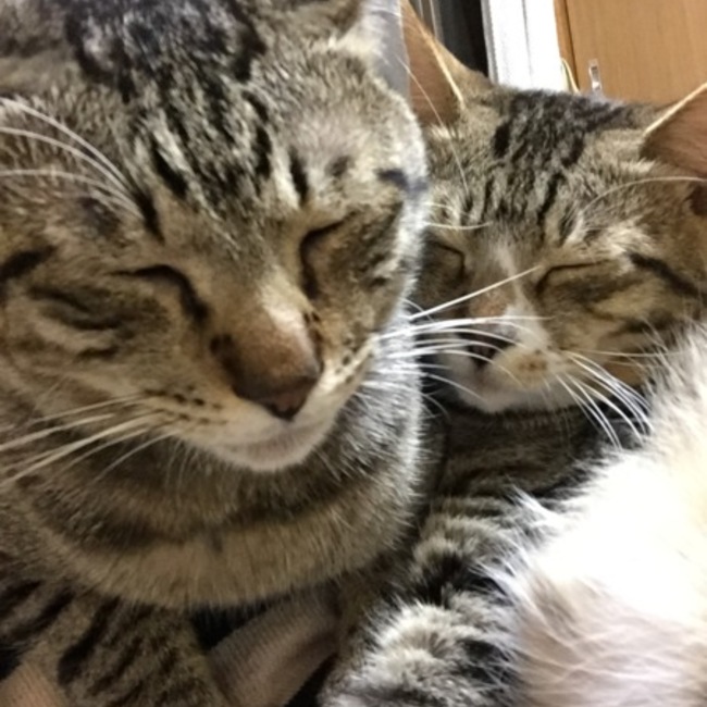 ぷりん0415のカバー写真