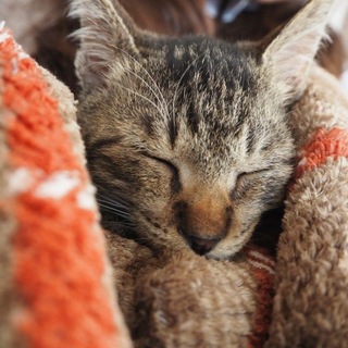 キジトラ・キジシロ兄弟