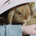ロップイヤー 1歳♂ 人馴れ抜群！
